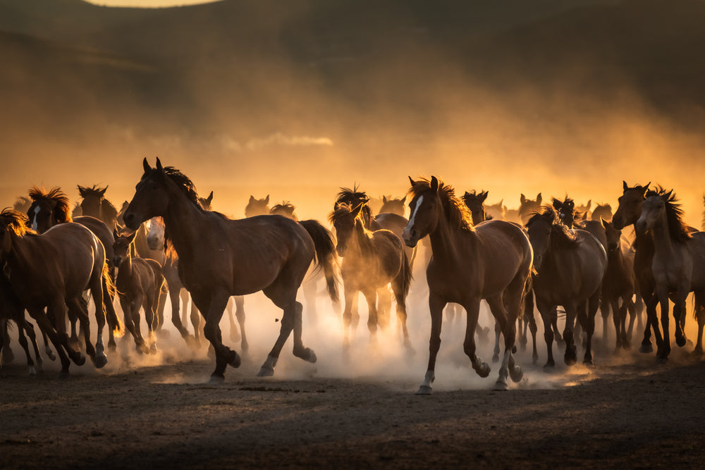 Equestrian